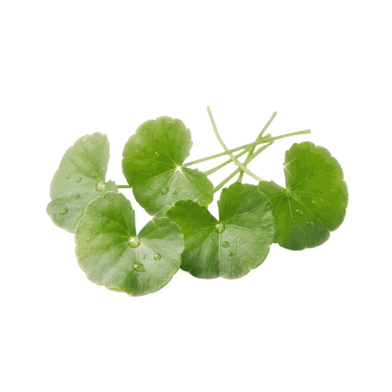 Centella asiatica leaves