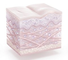 Skin layers at week 2